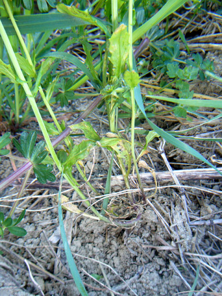 Thlaspi arvense